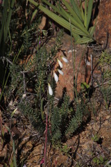 Hesperantha bachmannii