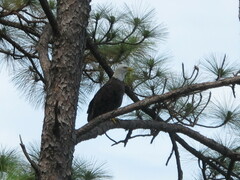 Haliaeetus leucocephalus leucocephalus