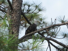 Haliaeetus leucocephalus leucocephalus
