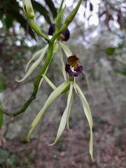 Prosthechea cochleata