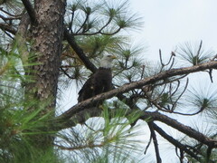 Haliaeetus leucocephalus leucocephalus