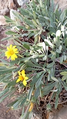 Gazania rigens