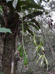 Prosthechea cochleata