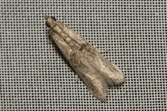 Nephopterix angustella