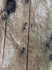 Formicidae