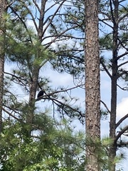 Haliaeetus leucocephalus leucocephalus