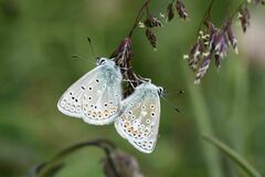 Polyommatus eros