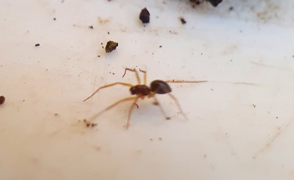 Canariphantes nanus
