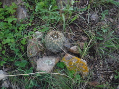 Coryphantha compacta