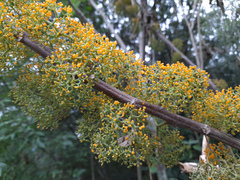 Casimiroa