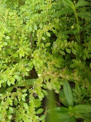 Pilea microphylla