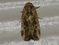 Elaphria chalcedonia