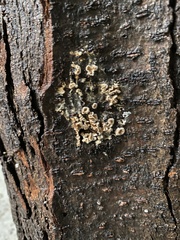 Agaricomycotina