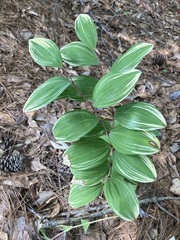 Polygonatum odoratum pluriflorum