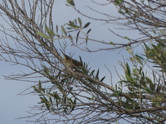 Phylloscopus collybita