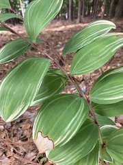 Polygonatum odoratum pluriflorum