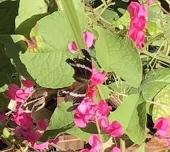 Anartia fatima colima