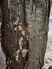 Agaricomycotina