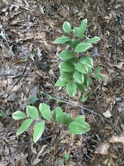 Polygonatum odoratum pluriflorum