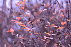 Spiraea × vanhouttei