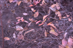 Spiraea × vanhouttei