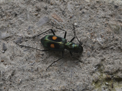 Pseudoxycheila
