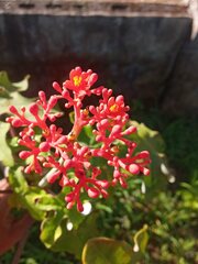 Jatropha