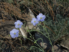Linum perenne