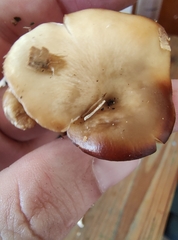 Hohenbuehelia petaloides