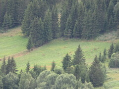 Cervus elaphus elaphus