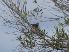 Phylloscopus collybita
