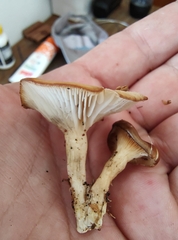 Hohenbuehelia petaloides