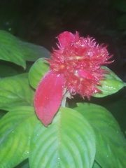 Mussaenda erythrophylla