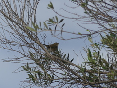 Phylloscopus collybita