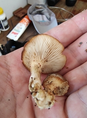 Hohenbuehelia petaloides