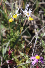 Nemesia cheiranthus