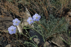 Linum perenne