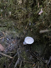 Clitopilus cystidiatus