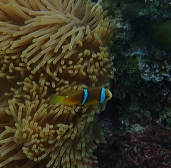 Amphiprion chrysopterus