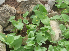 Phyllosiphon arisari