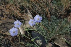 Linum perenne