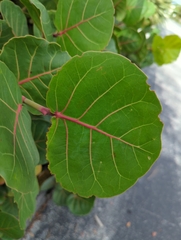 Coccoloba uvifera