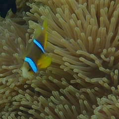 Amphiprion chrysopterus