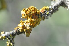 Xanthorioideae