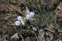 Linum perenne