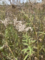 Solidago gigantea