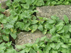 Phyllosiphon arisari