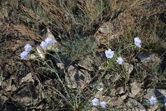 Linum perenne
