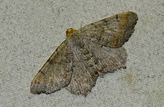Macaria transitaria