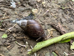 Lissachatina fulica